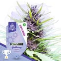 Pack Fruity - Variétés à autofloraison