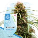 Pack Fruity - Variétés à autofloraison