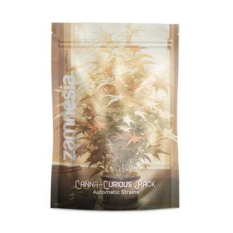 Pack Canna-Curious - Variétés à autofloraison