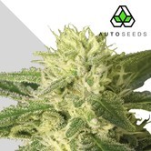 Auto 1 (Auto Seeds) féminisée