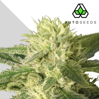 Auto 1 (Auto Seeds) féminisée