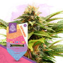 Pack Candy Shop - Variétés à autofloraison