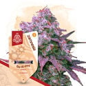 Pack Kings of Kush - Variétés à autofloraison