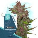 Pack Kings of Kush - Variétés à autofloraison