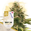 Pack Super THC - Variétés à autofloraison