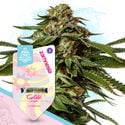 Pack Super THC - Variétés à autofloraison