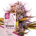 Pack Super THC - Variétés à autofloraison