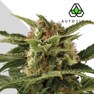 Auto Pounder (Auto Seeds) féminisée