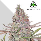 Berry Ryder (Auto Seeds) féminisée