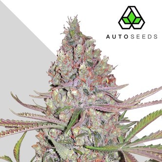 Berry Ryder (Auto Seeds) féminisée