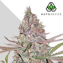 Berry Ryder Automatic (Auto Seeds) féminisée