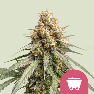 Shining Silver Haze (Royal Queen Seeds) féminisée