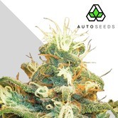 Polar Express (Auto Seeds) féminisée