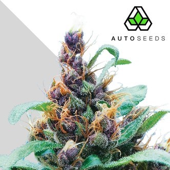 Purple Stilton (Auto Seeds) féminisée
