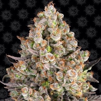 OG Kush (Barney's Farm) féminisée