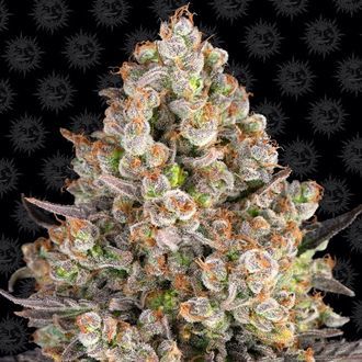 OG Kush (Barney's Farm) féminisée