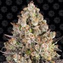 OG Kush (Barney's Farm) féminisée