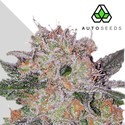 Trans Siberian (Auto Seeds) féminisée