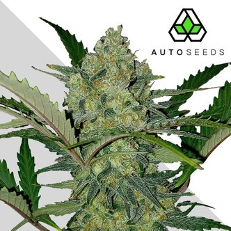 Ultra Lemon Haze (Auto Seeds) féminisée