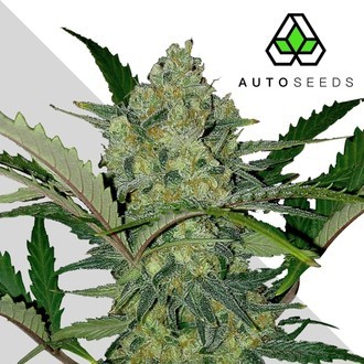 Ultra Lemon Haze (Auto Seeds) féminisée