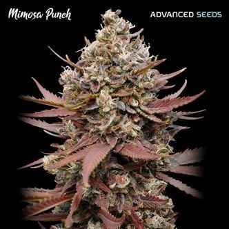 Mimosa Punch (Advanced Seeds) féminisée