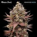 Mimosa Punch (Advanced Seeds) féminisée