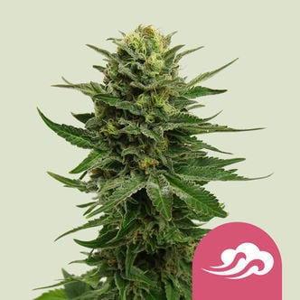 Blue Mystic (Royal Queen Seeds) féminisée