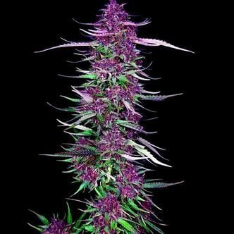 Purple Berry Kush (Spliff Seeds) féminisée