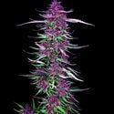 Purple Berry Kush (Spliff Seeds) féminisée