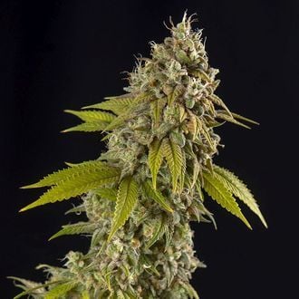 Girl Scout Cookies Automatic (Spliff Seeds) féminisée