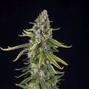 Zkittlez Automatic (Spliff Seeds) féminisée