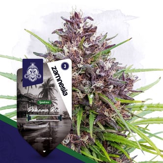 Panama Red (Zamnesia Seeds) f&eacute;minis&eacute;e