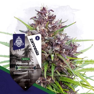Panama Red (Zamnesia Seeds) féminisée