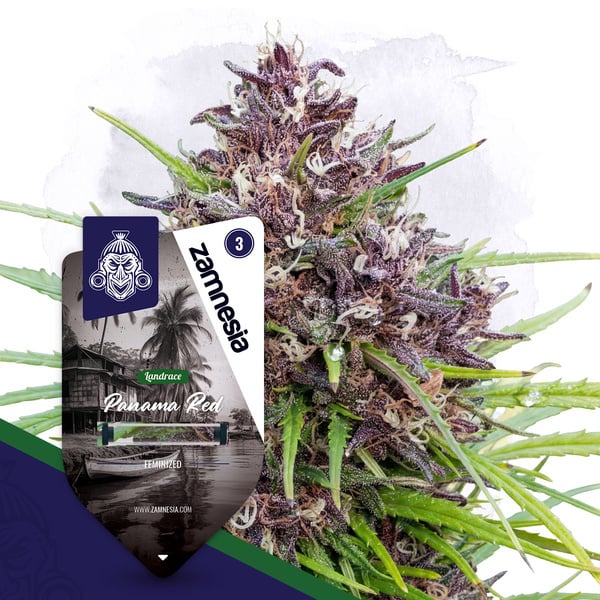 Panama Red (Zamnesia Seeds) féminisée