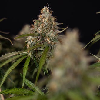 Runtz F1 Auto (Zamnesia Seeds) féminisée