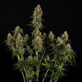 Runtz F1 Auto (Zamnesia Seeds) féminisée