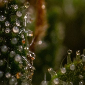 Runtz F1 Auto (Zamnesia Seeds) féminisée