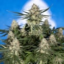 Do-Si-Dos F1 Automatic (Zamnesia Seeds) féminisée