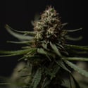 Do-Si-Dos F1 Automatic (Zamnesia Seeds) féminisée