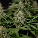 Do-Si-Dos F1 Automatic (Zamnesia Seeds) féminisée
