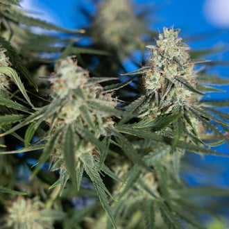 Do-Si-Dos F1 Auto (Zamnesia Seeds) féminisée