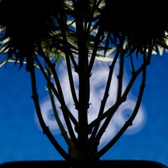 Do-Si-Dos F1 Auto (Zamnesia Seeds) féminisée