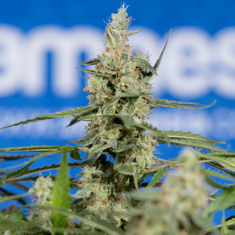 Do-Si-Dos F1 Auto (Zamnesia Seeds) féminisée