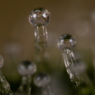 Do-Si-Dos F1 Auto (Zamnesia Seeds) féminisée