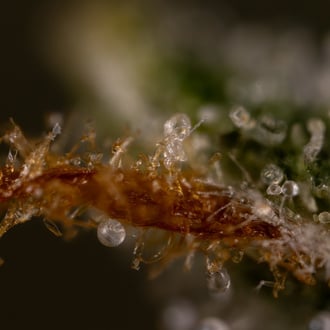 Do-Si-Dos F1 Auto (Zamnesia Seeds) féminisée