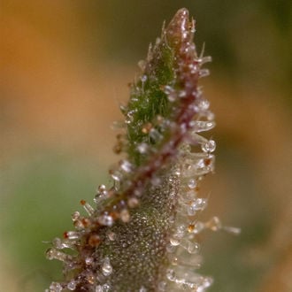 Watermelon Candy F1 Auto (Zamnesia Seeds) féminisée