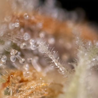 Watermelon Candy F1 Auto (Zamnesia Seeds) féminisée