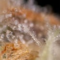 Watermelon Candy F1 Automatic (Zamnesia Seeds) féminisée