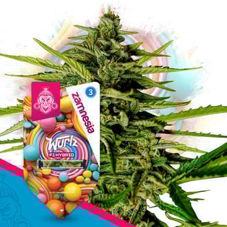Wurlz F1 Automatic (Zamnesia Seeds) féminisée