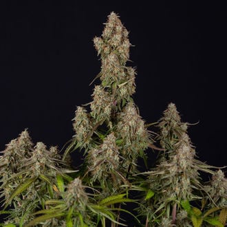 Wurlz F1 Auto (Zamnesia Seeds) féminisée